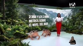 El hallazgo científico registrado en el sur del país confirma la vasta biodiversidad aún no explorada en las áreas protegidas de Ecuador. Un reportaje de Nathalie Jiménez