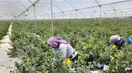 El arándano, mango, maracuyá y aguacate forman parte de la oferta frutícola con la que Ecuador busca ganar espacio en mercados internacionales.