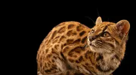 El Leopardus tilcayo es una nueva especie de gato silvestre identificada en los bosques de Yungas, en Bolivia.