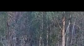 Un oso de anteojos fue visto en la zona de Rayocucho en busca de alimento