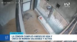 La pequeña ave crece saludable en el Bioparque Amaru, convirtiéndose en un hito y una nueva esperanza para la conservación de esta especie emblemática. Un reportaje de Iván Rodríguez