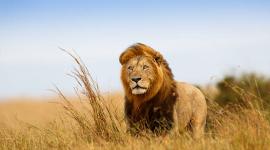 Imagen de un León en su hábitat natural.