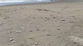 Peces aparecieron a lo largo de casi 2,5 kilómetros de playa en Tonsupa luego de que una lancha perdiera parte de su carga en el mar.