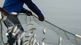 La disponibilidad de pesca de 5 tipos de pescado se vería afectado por El Niño