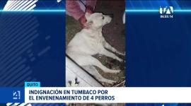 El caso se viralizó en redes sociales. Autoridades recuerdan que la tenencia responsable y las denuncias formales son fundamentales para sancionar estos actos. Un reportaje de Nathalie Jiménez