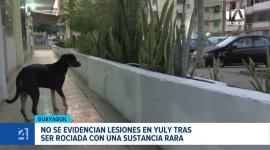 El hecho quedó registrado en videos de seguridad. Este noticiero acudió al punto para constatar la condición de salud de la mascota. Un reportaje de Camila Guevara