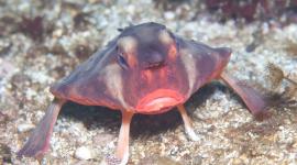 El pez murciélago de labios rojos es una de las especies más singulares de las aguas de Galápagos.