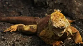 Una iguana terrestre fue hallada en Galápagos. Autoridades investigan cómo llego a las islas.