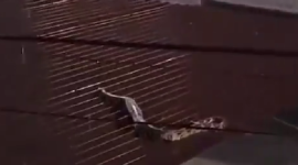 En Pedro Carbo, una enorme serpiente fue vista desplazándose sobre los techos de una zona comercial.