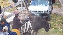 El animal salió despavorido de una plaza en el cantón Píllaro, en la provincia de Tungurahua.