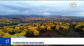 El incremento de precipitaciones asociado al fenómeno de El Niño transformó el paisaje del sur del país, activando el espectáculo natural en la provincia de Loja. Un reportaje de María del Rocío Coronel