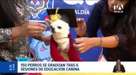 Las jornadas de adiestramiento y tenencia responsable tuvieron lugar en los parques La Carolina y Carolo, culminando con un evento simbólico de graduación para las mascotas. Un reportaje de Gustavo Jaramillo