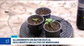 Dos hombres fueron aprehendidos en Quito tras el hallazgo de un cultivo hidropónico y la retención de cuatro tortugas oreja roja presuntamente ingresadas desde Colombia. Un reportaje Valeria Velasco