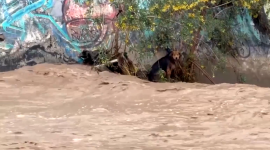 Morocho quedó atrapado en medio del río Mapocho tras el aumento del caudal provocado por las fuertes lluvias en Santiago.
