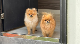 Perla y Rubí, dos perritas Pomerania, que fueron robadas del interior de un vehículo en el sector de La Pradera, en Quito.