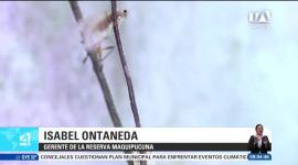 Expertos señalan que el 70% de las especies del sector tienen hábitos nocturnos; las guías buscan visibilizar la rica biodiversidad de anfibios, reptiles e insectos de la zona. Un reportaje de Nathalie Jiménez