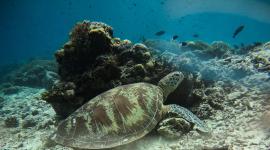 Tortuga marina verde adulta, una especie en peligro de extinción, nadando en las aguas cercanas a la isla Mataking, en Malasia.