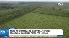El adelantamiento del cierre de la zafra debido a las precipitaciones asociadas a El Niño generó fuertes perjuicios económicos al sector. Un reportaje de Bernarda Cevallos