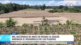 Alrededor de mil hectáreas agrícolas se encuentran en peligro. Solo en la parroquia Chonta Punta, más de 600 agricultores temen perder la totalidad de sus siembras antes del periodo de cosecha. Un reportaje de Roberto Verdezoto