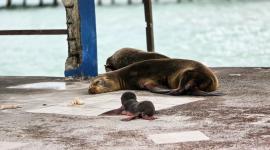 Una cría de lobo marino nació la mañana del lunes 19 de octubre en el muelle Gus Angermeyer, en Puerto Ayora.