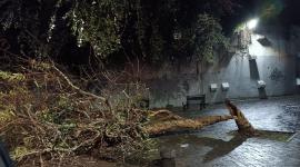 Un rayo partió en la mitad a un árbol en el sector La Floresta, en Quito