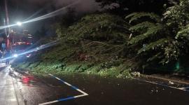 Un enorme árbol de poni cayó la noche de este miércoles 21 de octubre en el hipercentro de Quito