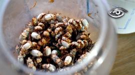 En los Andes, la recolección del catzo blanco sigue siendo un ritual en comunidad. Estas pequeñas fuentes de proteína ya eran muy cotizadas en la época prehispánica. Solo emergen bajo condiciones climáticas específicas, desatando una carrera a contrarreloj. Su preparación también se hace entre vecinos, rescatando sabores que solo en esta temporada vuelven a la memoria.