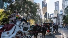 Nueva York aprobó una legislación para prohibir los paseos en carruajes tirados por caballos a partir del 1 de junio de 2028.