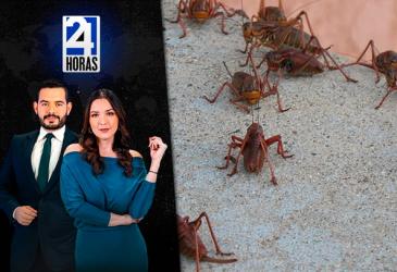 Revise las noticias más destacadas de Guayaquil en nuestro Noticiero 24 Horas Segunda Emisión de este viernes 16 de enero del 2026. Con Valerie Villalva y Carlos Sacoto.