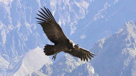 El cóndor andino puede alcanzar tres metros y se encuentra principalmente en la región Sierra.