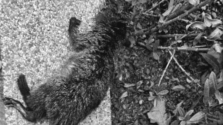 Imágenes difundidas por Revolución Animal en sus redes sociales.