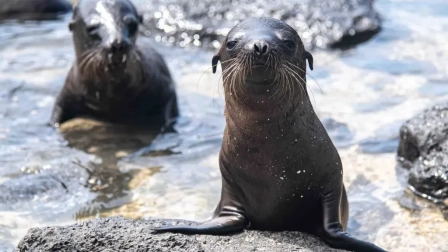 Los lobos marinos de Galápagos son considerados