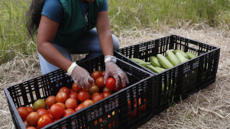 Comer alimentos saludables sin constancia no tiene ningun beneficio.