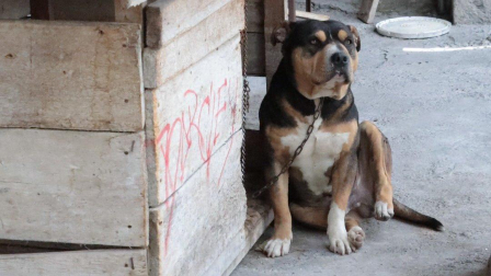 Logan fue rescatado de una terraza en la que vivía encadenado.