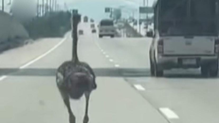 Momento en que el ave corre por la carretera