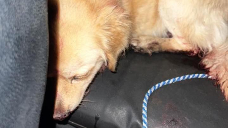 Un perrito fue rescatado tras ser utilizado para entrenar canes de pelea.