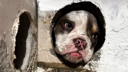 Una perrita quedó atrapada en la pared de una vivienda en Quito; la cachora ya fue liberada