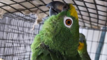 Loros verdes en una jaula.