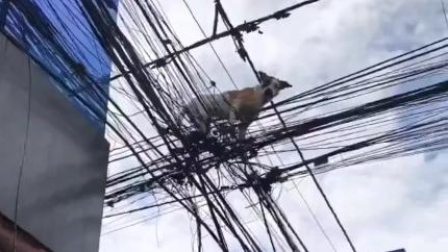 Un trabajador de telecomunicaciones, el conductor de un volquete y el dueño del animal participaron en el rescate del perro