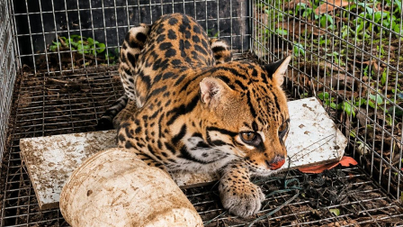 Un ocelote fue rescatado tras ingresar a una vivienda en Santo Domingo.