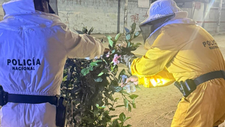 Personal de la Umpa acudió al sector de El Inca para rescatar un enjambre de abejas.