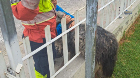 Perrito que quedó atrapado en las rejas de una vivienda fue rescatado por los bomberos en Quito.
