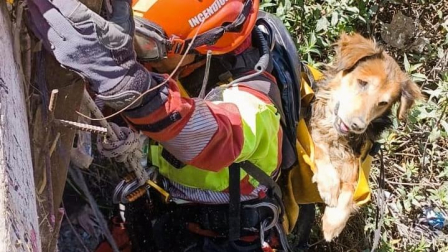 Rocky, quedó atrapado a 40 metros de profundidad en una quebrada de Quito.
