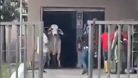 Vaca huye del matadero e irrumpe en un supermercado de la Terminal Terrestre de Babahoyo.
