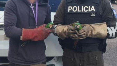 Tres guacamayos fueron rescatados.