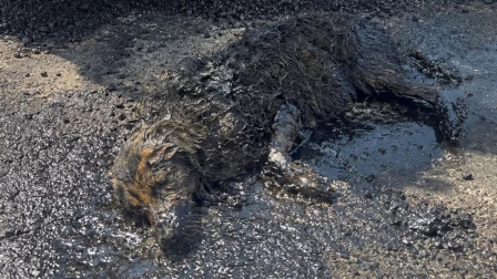 Un perrito fue rescatado tras ser encontrada cubierta de brea caliente en Quito. El Municipio aseguró que la maquinaria que aparece en las imágenes no pertenece a la Epmmop.