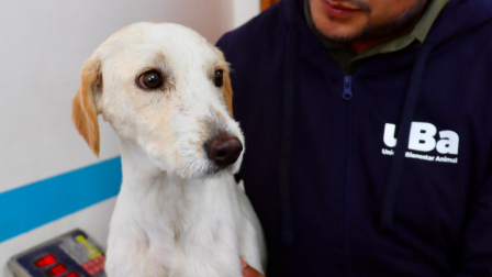 Lucky se recupera tras ser rescatado por personal de la Unidad de Bienestar Animal.