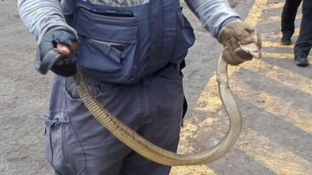 Una culebra fue hallada en el Puerto de Guayaquil.