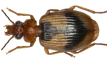 Ejemplar del género Lebia, al que pertenece la nueva especie identificada en los páramos de Ecuador.