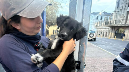 El animal quedó bajo resguardo de la entidad mientras se analiza su situación.